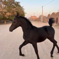 اسب نریان عرب زیبایی