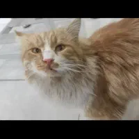 واگذاری گربه طلایی|گربه|تهران, بهداشت|دیوار