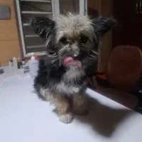 این سگ پیدا شده|حیوانات|شیراز, جانبازان|دیوار