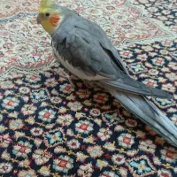 عروس هلندی