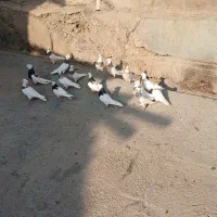 کبوتر طوقی|پرنده|صحنه, |دیوار