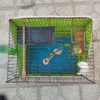 مرغ عشق|پرنده|بجنورد, |دیوار