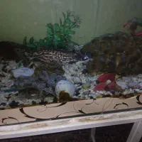 اکواریوم|ماهی|قوچان, |دیوار