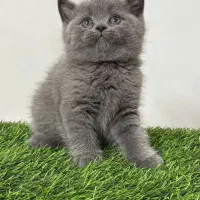 چکآپ کامل قبل از تحویل*/گربه. گلو