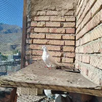 کبوتر|پرنده|ماکو, |دیوار