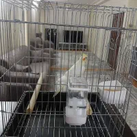 عروس هلندی