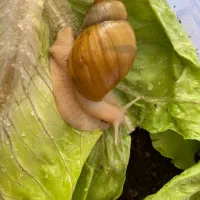 فروش حلزون|خزنده|تبریز, |دیوار