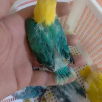 طوطی برزیلی پاربلو اوپلاین سرلاکی ۵ عدد|پرنده|اسلام‌شهر, شهرک محمدیه|دیوار