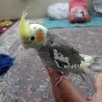 عروس هلندی|پرنده|کرمان, |دیوار