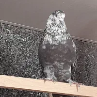 300کبوتریکجاوتک|پرنده|قائمشهر, |دیوار