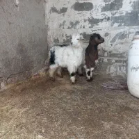 بزغاله|حیوانات مزرعه|اردبیل, |دیوار