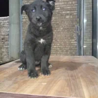 ژرمن میکس بلک و هاسکی|سگ|تهران, چیتگر جنوبی|دیوار