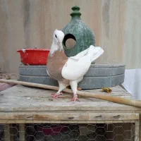ماده کفتر طوقی کاکلی با جوجه
