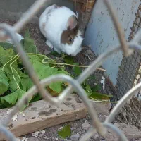 خرگوش لوپ هتروکرومیا اصل هلندی|موش و خرگوش|قزوین, |دیوار