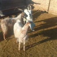 سه عدد بره ۱عدد بز ۱عدد نربز ۱عدد بزغاله نر|حیوانات مزرعه|جوادآباد, |دیوار