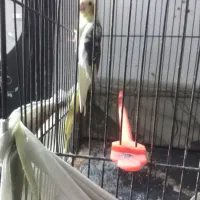 کوتوله، عروس، مرغ عشق|پرنده|تربت‌حیدریه, ده پائین|دیوار