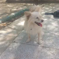 سگ گم شده
