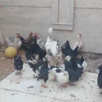 مرغ و خروس|حیوانات مزرعه|هشتگرد, فاز ۲ مهستان|دیوار