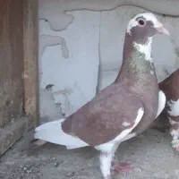 ماده مینا سرخ و ماده سار
