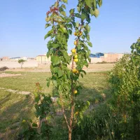 نهال فروشی مصباحی