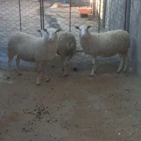 گوسفندرومانوف ابستن