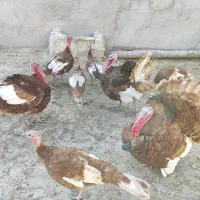 فروش بوقلمون قرمز