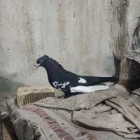 کبوتر|پرنده|شیراز, شیخ علی چوپان|دیوار