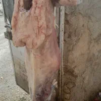 بره شیشک|حیوانات مزرعه|مرودشت, ده بید|دیوار
