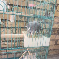 عروس هلندی|پرنده|سرپل ذهاب, |دیوار