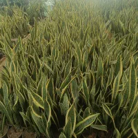 سانسوریا طلایی سطل ۳.۵