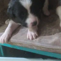 توله سراب پژدر