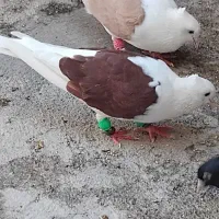 جفت دوکت نرو ماده|پرنده|لالی, |دیوار