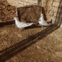 کفتر|پرنده|اسفراین, |دیوار