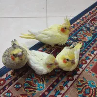 عروس هلندی جفت کار داده|پرنده|مشهد, زمرد|دیوار