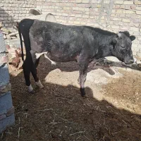 گاو با گوساله|حیوانات مزرعه|زابل, |دیوار