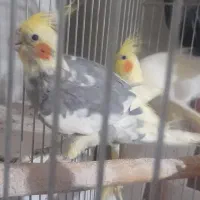 عروس ابلغ یک ساله|پرنده|قم, ولیعصر|دیوار