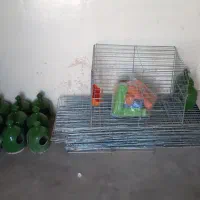 ۱۰عددجفت کن کبوترتاشو