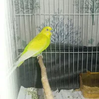 مرغ عشق نر سالم|پرنده|مشهد, حسین‌آباد|دیوار