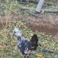 مرغ و خروس سلطان|پرنده|شهرضا, |دیوار