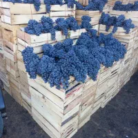 انگور سنندج مریوان سردشت کردستان سیاه شانی کوهی|خوردنی و آشامیدنی|تهران, میدان میوه و تره‌بار مرکزی|دیوار