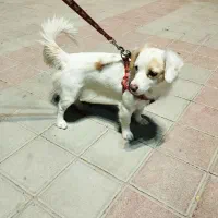 فروش سگ پامر