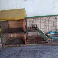 لانه حیوانات|لوازم جانبی حیوانات|رشت, جانبازان|دیوار