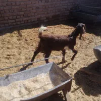 بزغاله  کره  کوهبنان|حیوانات مزرعه|کوهبنان, |دیوار