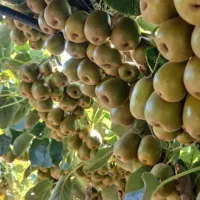 باغ کیوی سند تک برگ|فروش زمین و ملک کلنگی|تالش, هشتپر|دیوار