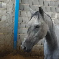 فروش چند راس اسب مادیون