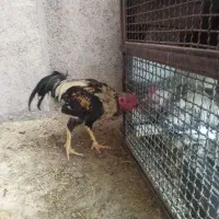 یک عدد خروس