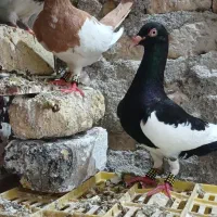 یهودی و زرد کرمونی