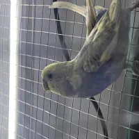 جفت مرغ عشق نر ماده|پرنده|کرمان, |دیوار