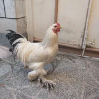 خروس لایت برهما و جوجه گلین و مرغ سیاه محلی|حیوانات مزرعه|کرج, ساسانی (قلمستان)|دیوار