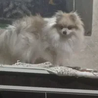 پامر عروسکی نر